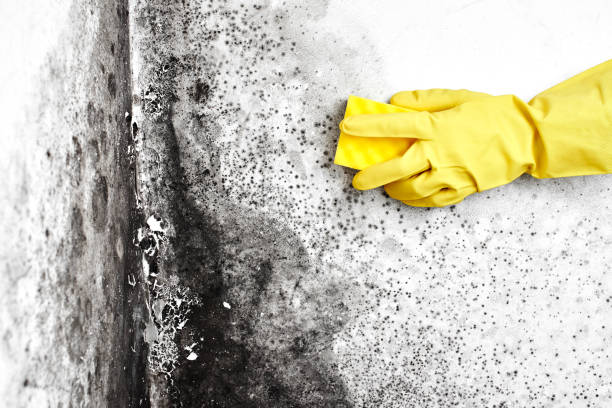 Best Certified Mold Removal  in Valrico, FL