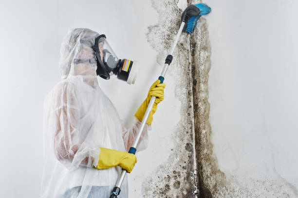 Home Mold Removal in Valrico, FL