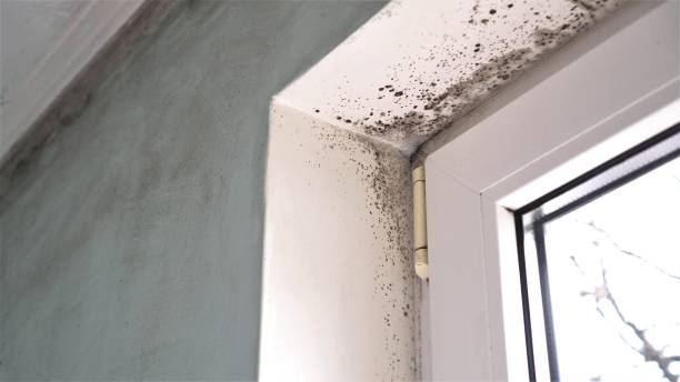 Crawl Space Mold Removal in Valrico, FL