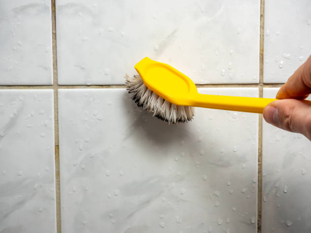Best Local Mold Removal Service  in Valrico, FL