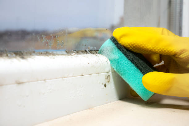 Professional Mold Removal in Valrico, FL