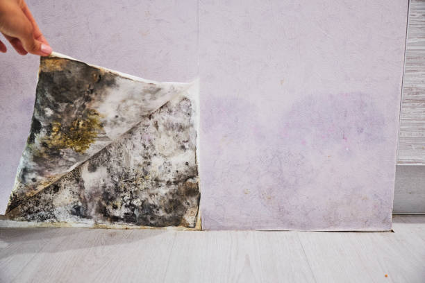 Best Professional Mold Removal  in Valrico, FL